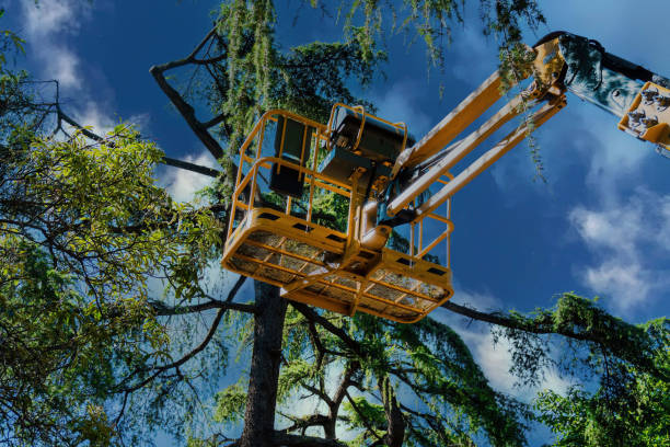 Best Tree Removal Services  in Fruitville, FL